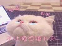北京时光猫互联网科技有限公司