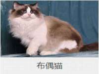 北京时光猫互联网科技有限公司