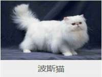 北京时光猫互联网科技有限公司
