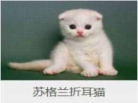 北京时光猫互联网科技有限公司