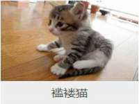 北京时光猫互联网科技有限公司