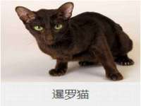 北京时光猫互联网科技有限公司