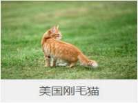 北京时光猫互联网科技有限公司