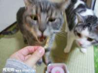 北京时光猫互联网科技有限公司
