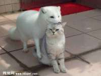 北京时光猫互联网科技有限公司