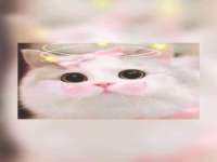 北京时光猫互联网科技有限公司