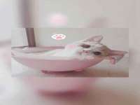 北京时光猫互联网科技有限公司