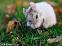 北京时光猫互联网科技有限公司