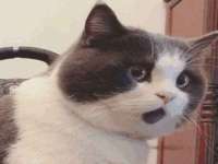 北京时光猫互联网科技有限公司