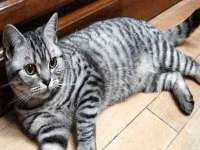 北京时光猫互联网科技有限公司