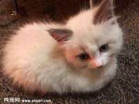 北京时光猫互联网科技有限公司