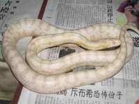 北京时光猫互联网科技有限公司